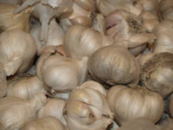 Garlic_Stock_by_Irie_Stock.jpg