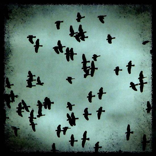 birds falling.jpg