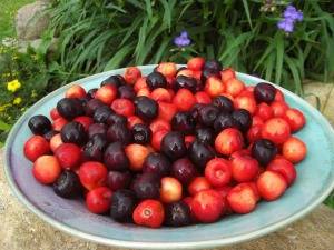 cherries_02.jpg