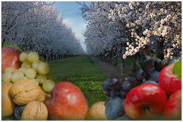 orchards.jpg