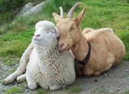 sheep_goats.jpg