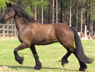 Cyllena's Stallion.jpg