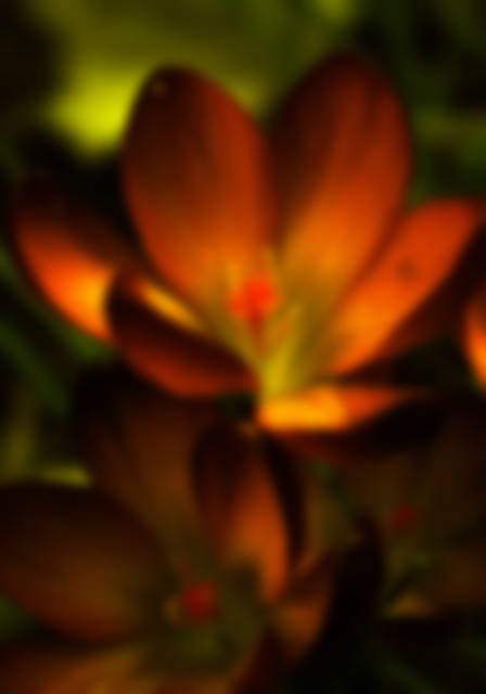 Fire_flower_by_ethereal_forest303.jpg