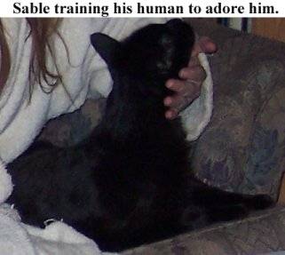 adore sable.jpg
