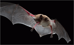 bat.gif