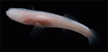 cavefish.gif