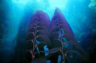 ShepKelp.jpg