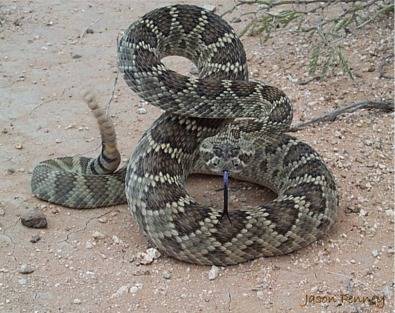 snake.jpg