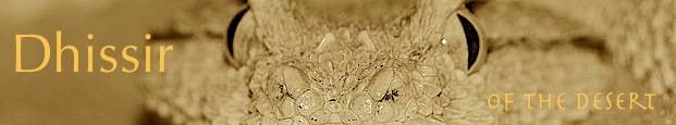 Arabian-horned-viper-head-detail.jpg