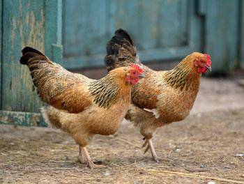 chickens.jpg