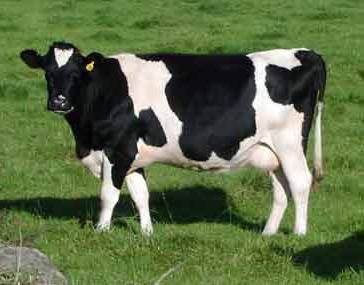 Velvet The Cow.jpg