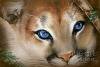 winter-cougar-larissa-prince_ COPY.jpg