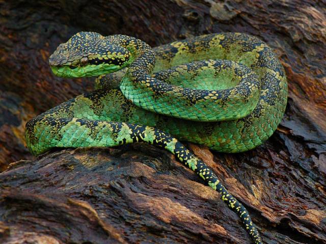 Malabar-Pit-Viper.jpg