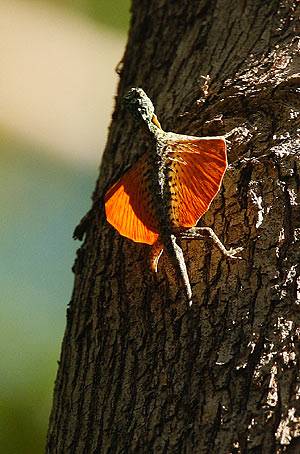 gliding-lizard-on-tree.jpg