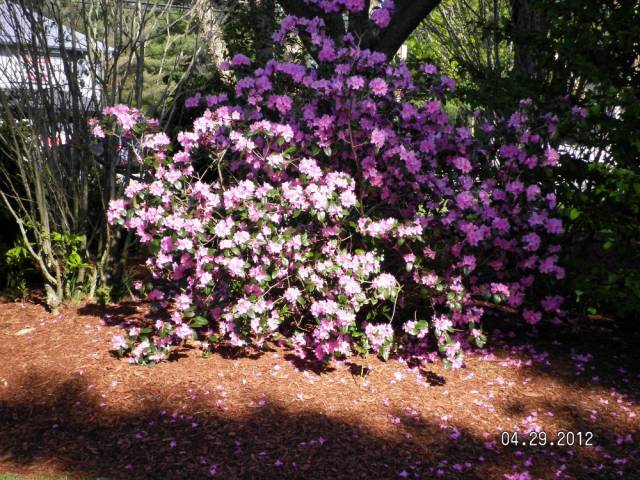 rhododendron.jpg
