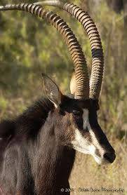 antelope.jpeg