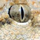 Sah Snake Ava 4.jpg