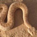 Sah Snake Ava 2.jpg