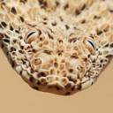 Sah Snake Ava 3.jpg
