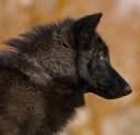 BWolf.jpg