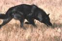 Bwolf3.jpg