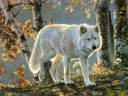 wolves-of-the-wild-volume.jpg