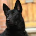 Blitz puppy.jpg