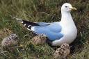 Blue-Gull.jpg