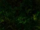 Seamless Forest.jpg