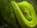 green-snake-02.jpg
