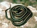 e_gartersnake.jpg