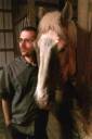 bighorses.jpg