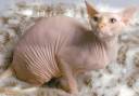 hairless_cat.jpg