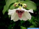 carnivore plants_4af308de98267.jpg