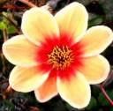 dawn floweredited.jpg