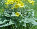 arrowleafbalsamroot.jpg