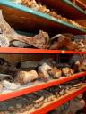 boneshelf.jpg