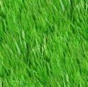 grassbackground.jpg