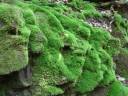 mossgarden.jpg