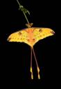 Dancing Moth.jpg