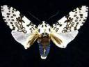 Snow Moth.jpg