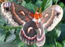 Bloodwood Moth.jpg