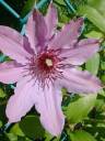 Lunar Clematis.jpg