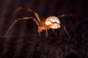 Spirian Marble Spider.jpg