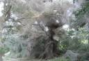 Spirian Marble Spider Nest.jpg
