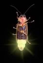 Spirian Nightlight.jpg