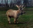 Shortlegged Moose.jpg