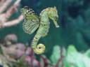 butterfly horse.jpg