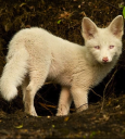 Rock Fox.png