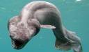 Frilled Shark.jpg